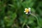 Single coat button flower with hairs