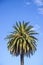 Single coconut palm against a blue sky