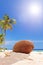 Single coconut in the sand on a tropical beach