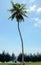 Single coconut tree