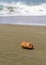 Single Coconut washed up on as sandy shore
