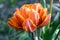 Single color barked beautiful spring orange, red and yellow double flower tulip in bloom in sunlight