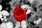 Single color red garden tulip isolated by black & white