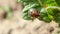 Single Colorado potato striped beetle - leptinotarsa decemlineata crawling on potato plant. Serious pest of potatoes