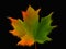 Single colorful extruded Maple leaf