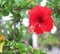 Single colorful red hibiscus rosa sinensis flowers blooming on nature ornamental green leaves background