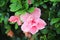 Single colorful sweet pink hibiscus rosa sinensis flowers blooming on nature ornamental green leaves background at garden