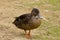 Single common British duck alone centered on earth and grass.