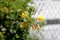 Single Common evening primrose or Oenothera biennis plant with open and closed bright yellow flowers growing in home garden