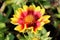 Single Common gaillardia or Gaillardia aristata wildflower with blooming yellow to reddish petals and flower head with center full