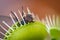 A single common green bottle fly inside venus fly trap