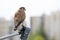 Single Common Kestrel bird