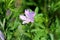 Single Common mallow or Malva sylvestris herb plant with closed flower buds and bright pinkish purple with dark stripes flower