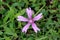 Single Common mallow or Malva sylvestris spreading herb plant with bright pinkish purple with dark stripes flower growing in local