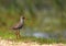 Single Common redshank bird on grassy wetlands during spring season