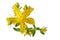 Single Common St. Johnswort