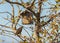 Single Common Starling eating suet from a bird feeder on a tree