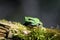 Single Common Tree Frog known also as European Tree Frog resting on a tree branch in a Poland forest in spring season