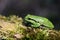 Single Common Tree Frog known also as European Tree Frog resting on a tree branch in a Poland forest in spring season