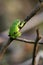 Single Common Tree Frog resting on a tree branch in spring season