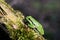 Single Common Tree Frog resting on a tree branch in spring season
