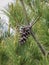 Single cone on the branch of a Macedonian pine