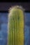 Single Cone cactus with longs fine thorns