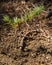 Single conifer pine tree sapling on forest floor