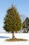 Single conifer in the snow