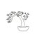 Single continuous line drawing old beauty and exotic tiny bonsai tree for home art wall decor poster print. Decorative bend plant
