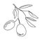 Single continuous line drawing of organic olive fruit brunch. Modern one line draw design graphic vector illustration