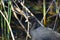 Single coot in the swamp