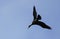 Single Cormorant bird in flight over grassy wetlands of Biebrza river during a spring nesting period