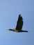 Single Cormorant bird in flight over grassy wetlands of Biebrza river during a spring nesting period