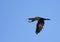 Single Cormorant bird in flight over grassy wetlands of Biebrza river during a spring nesting period