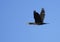 Single Cormorant bird in flight over grassy wetlands of Biebrza river during a spring nesting period