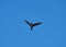 Single cormorant bird flying high in the cleablue sky