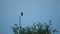 Single Cormorant Bird Perching on Tall Thin Branch, Wild Black Bird Sitting on Stick High Above Tree