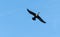 Single Cormorant Flying above in blue skies