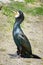 Single Cormorant Over Natural Background