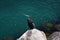 Single Cormorant on the shoreline