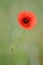 Single Corn Poppy portrait