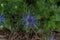 Single cornflower blue nigella flower and foliage in garden setting