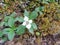 A Single Cornus canadensis Canadian dwarf cornel, Canadian bunchberry, quatre-temps, crackerberry, creeping dogwood