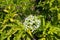 Single corymb of white flowers of European elderberry