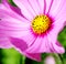 Single cosmea flower with purple petals and yellow pistil against green background