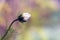 A single cosmos bud with bokeh and intentional blur