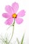 Single cosmos flower isolated