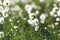 Single cotton grass flower in an evening sunset light, Iceland