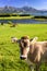 Single cow in front of beautiful landscape of Bavaria with alps mountains